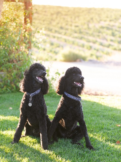 Eberle Winery Standard Poodles